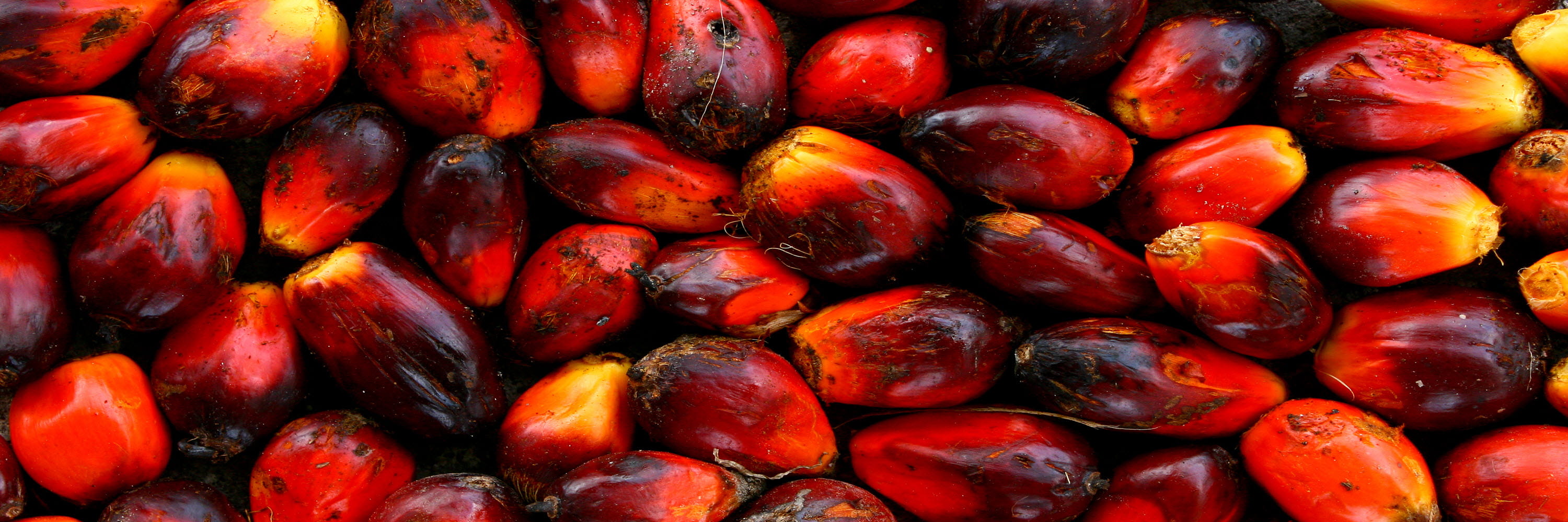 Close-up of oil palm seeds.