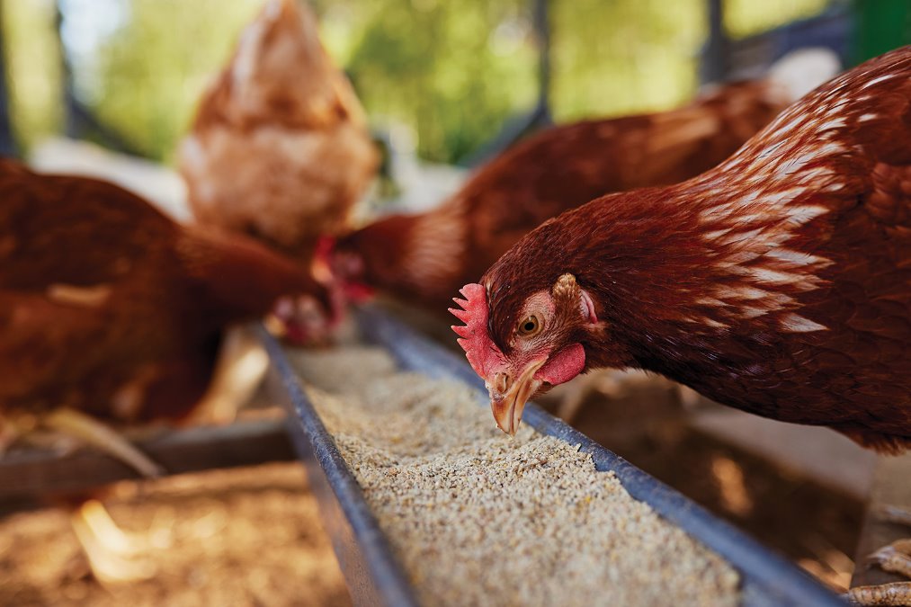 chickens