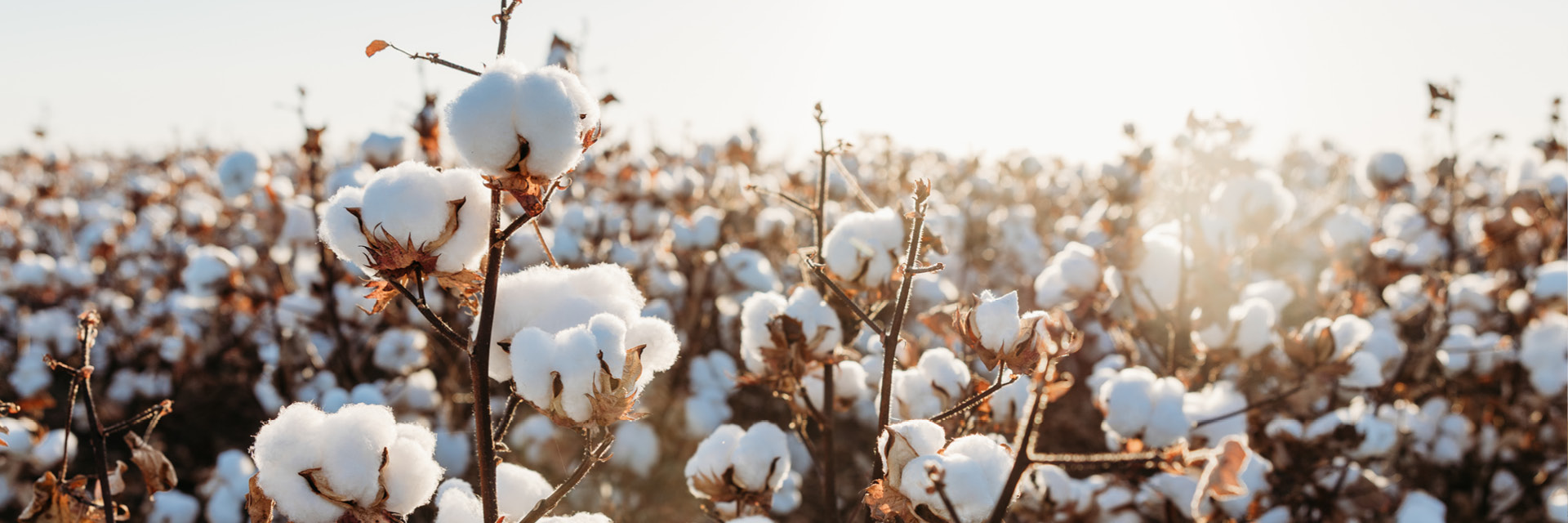 Food and ingredients - cotton (1)