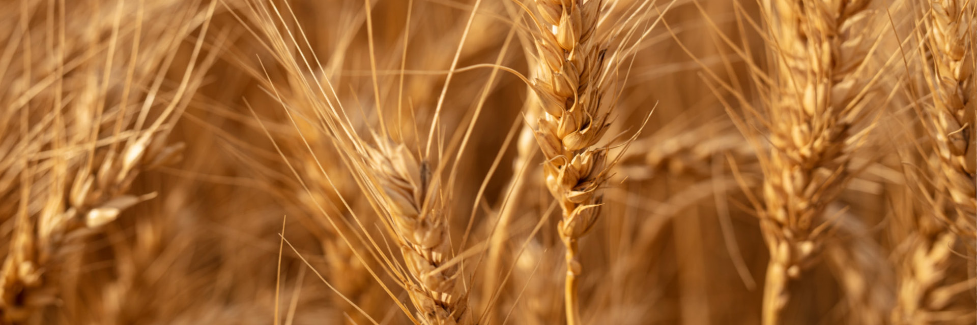 Food and ingredients - grains (1)