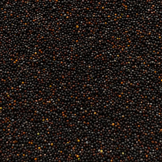 Food and ingredients - oilseeds2