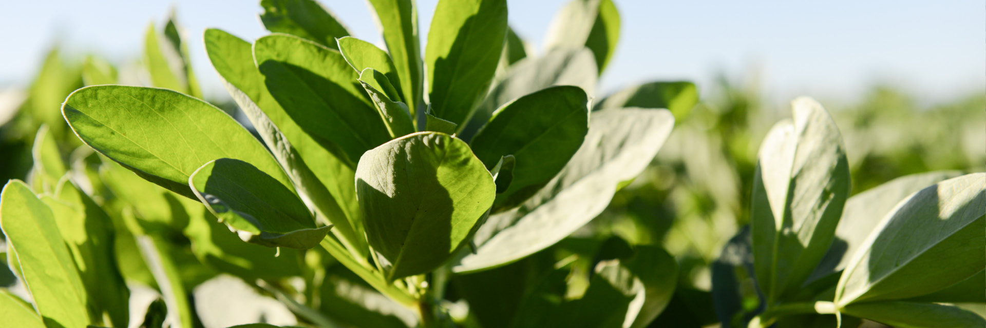 Food and ingredients - pulses