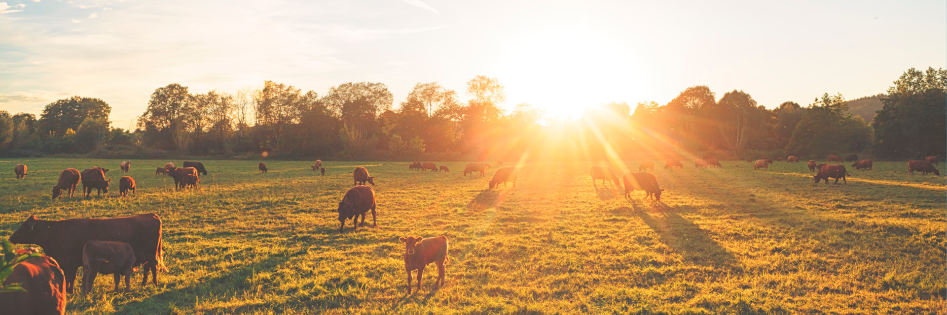 Markets we serve - animal feed