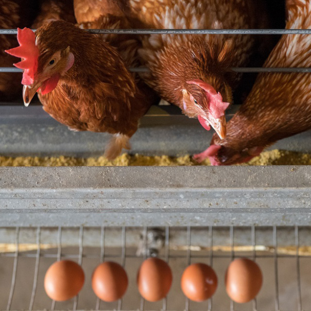 Markets we serve - animal feed2