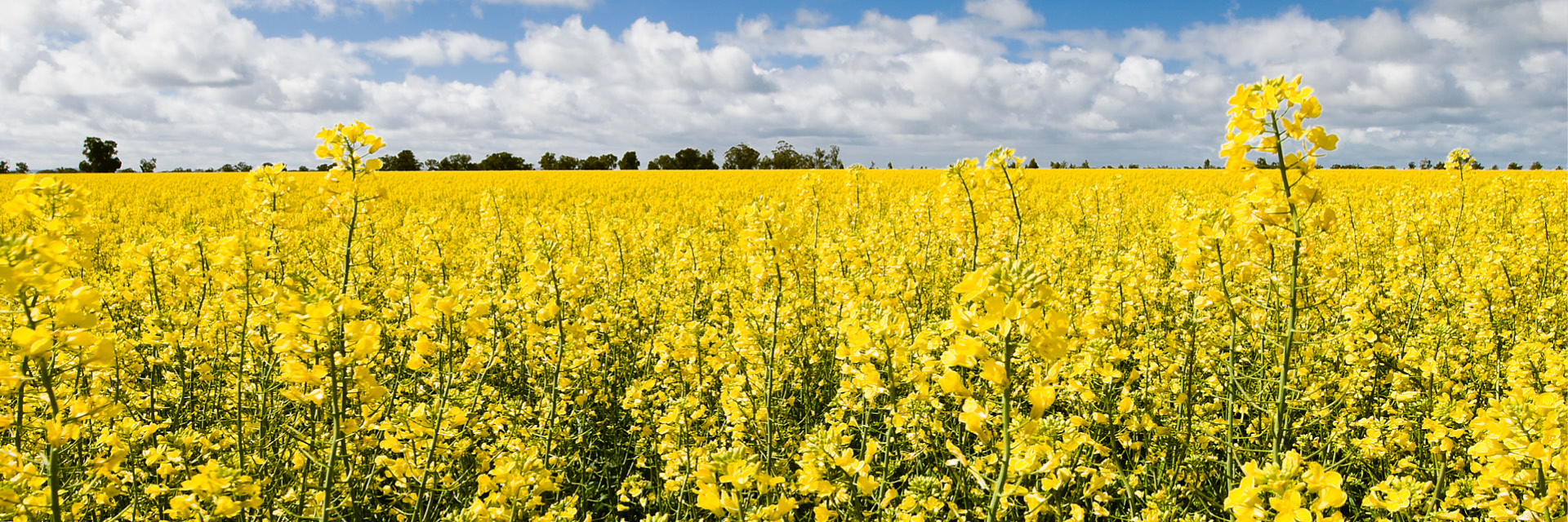 Markets we serve - biofuels