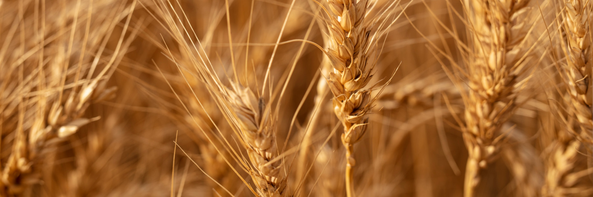Markets we serve - commodity processing (2)