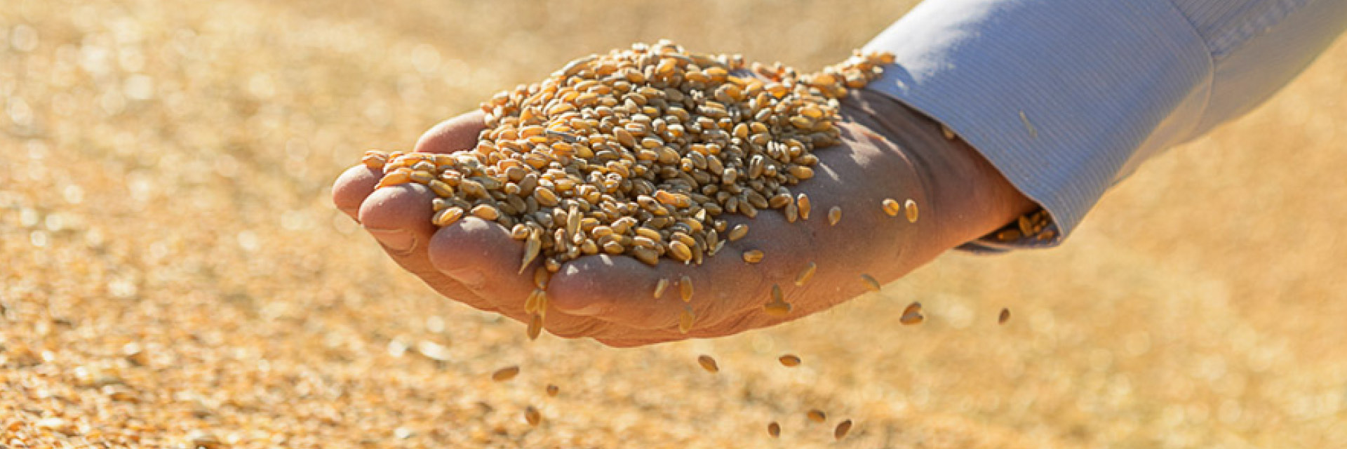 Selling to Bunge grains