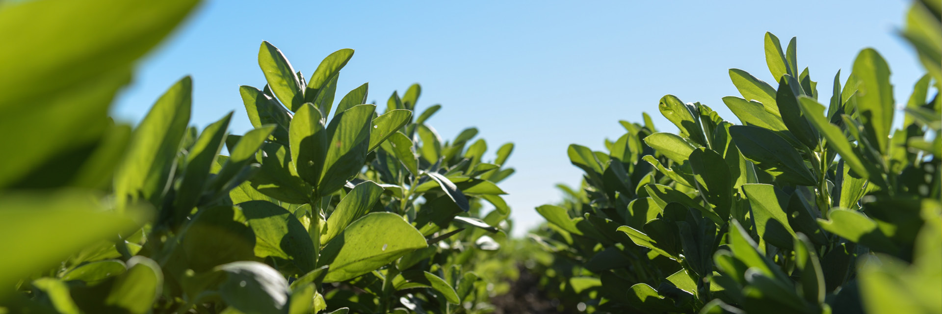 Sustainability banner 1