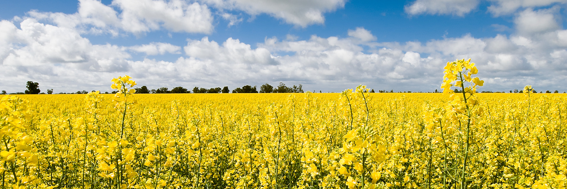 Sustainable commodities