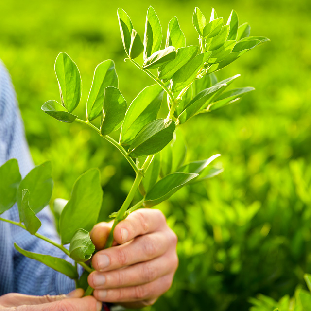 Sustainable commodities2