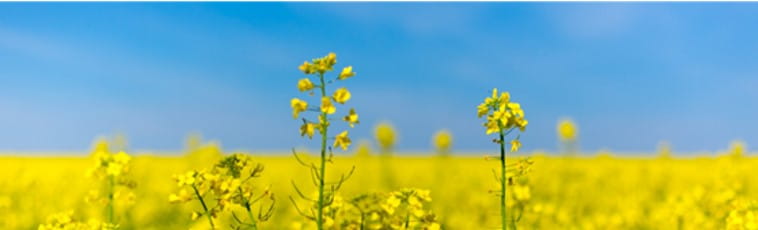 canola field