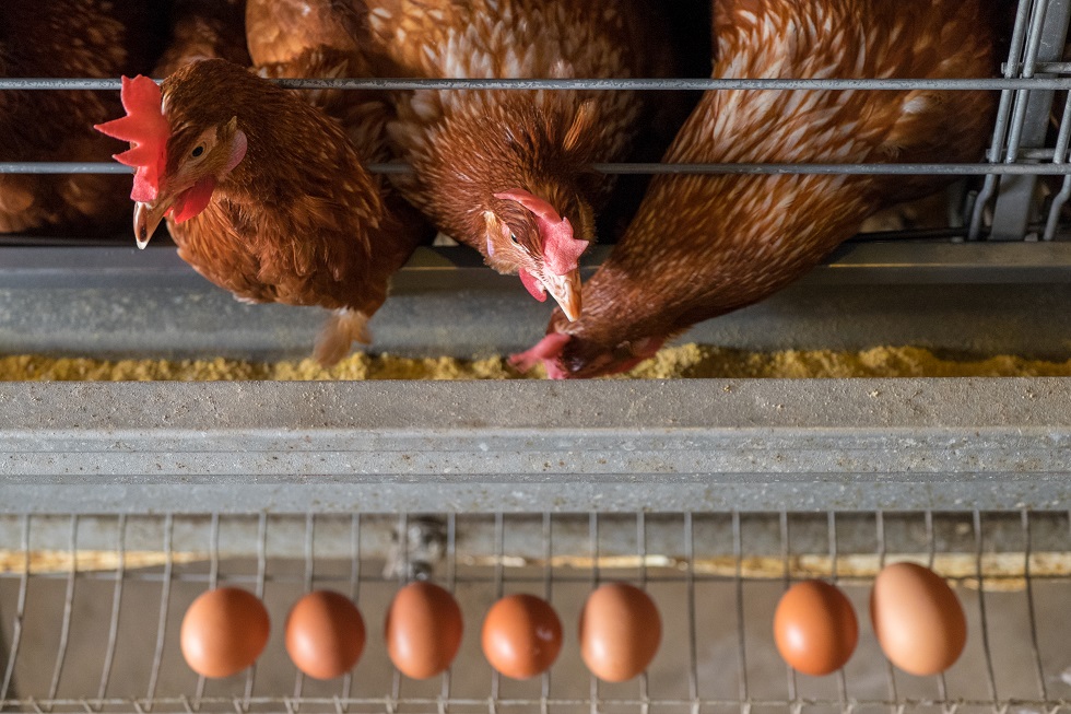 layer hens
