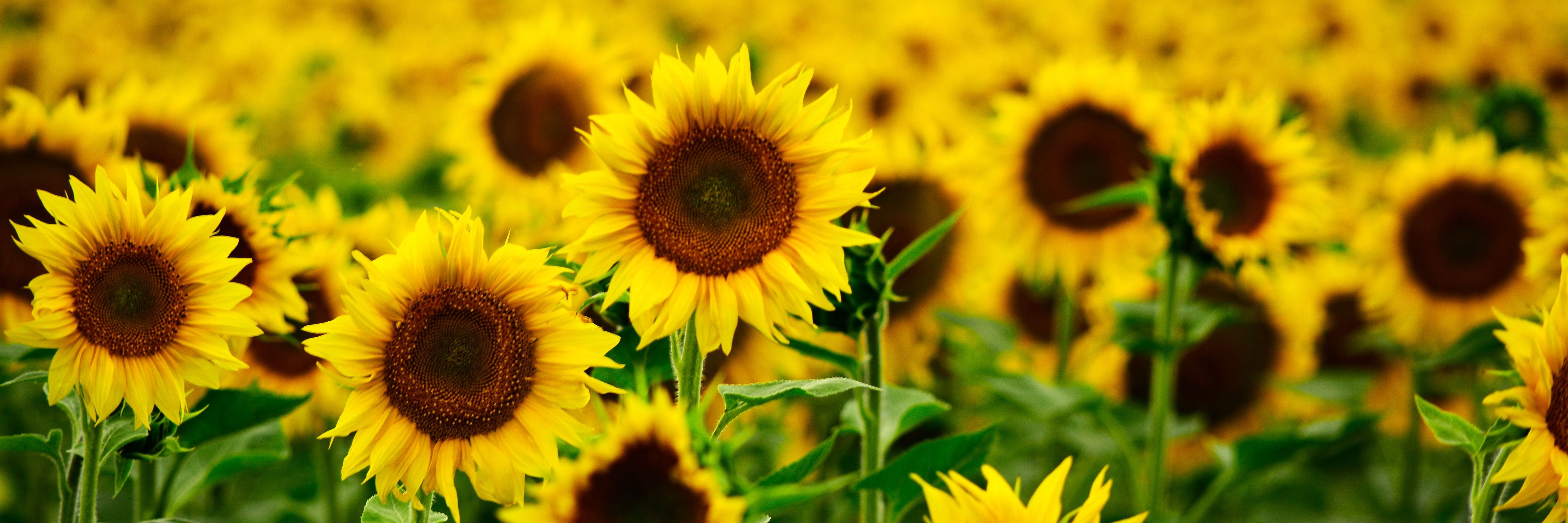 Sunflower field