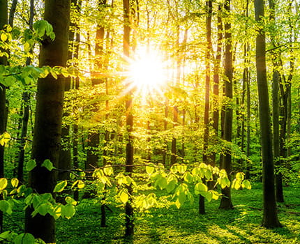 sunlight shining through forest