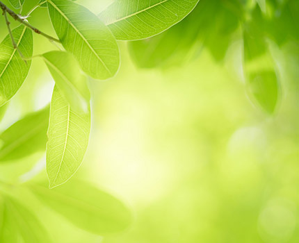 Sun Shining Through Leaves