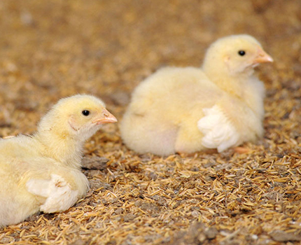 layer hens