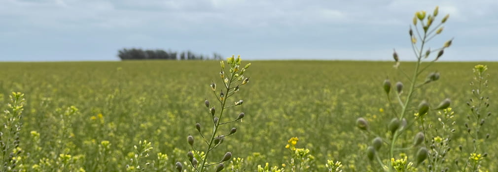 Camelina horizontal