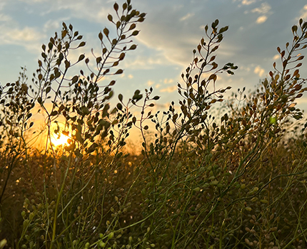Camelina 