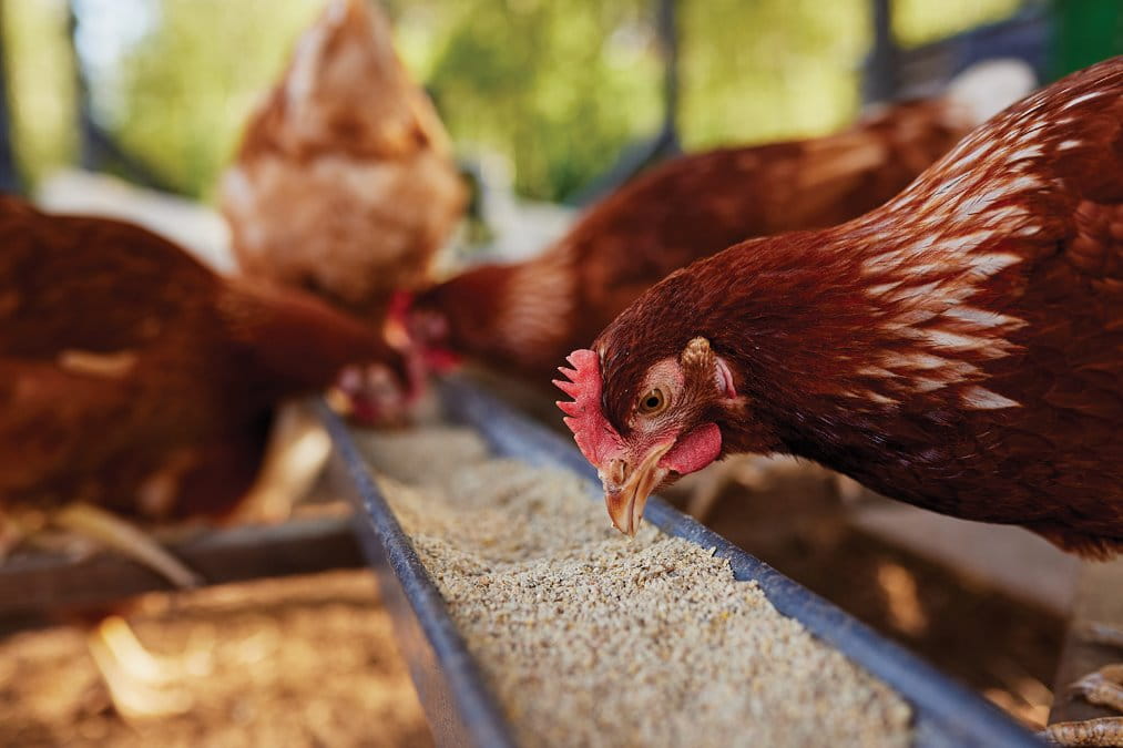 chickens