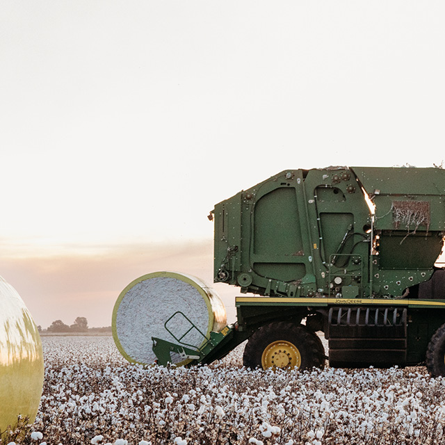 Food and ingredients - cotton (2)