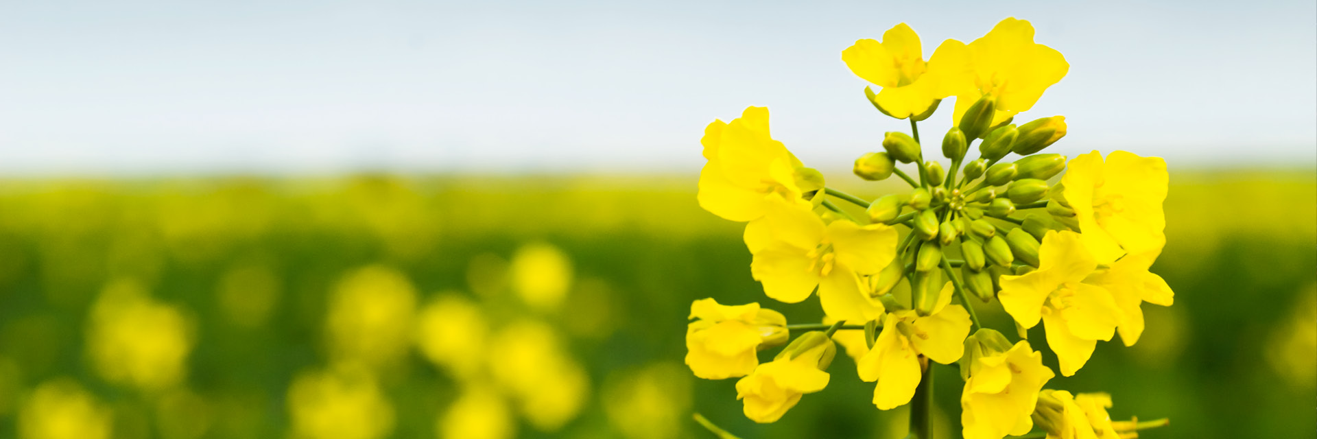Food and ingredients - oilseeds
