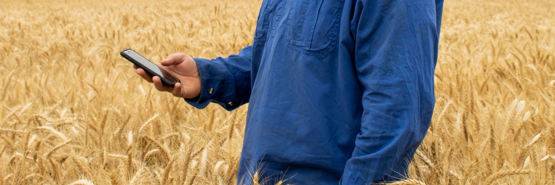 Bunge app and Ezigrain
