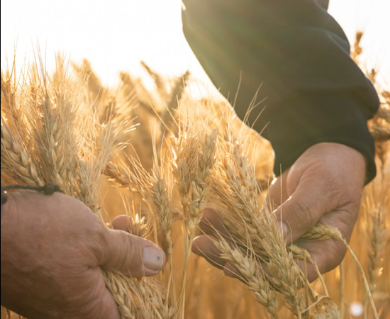 Domestic grains2