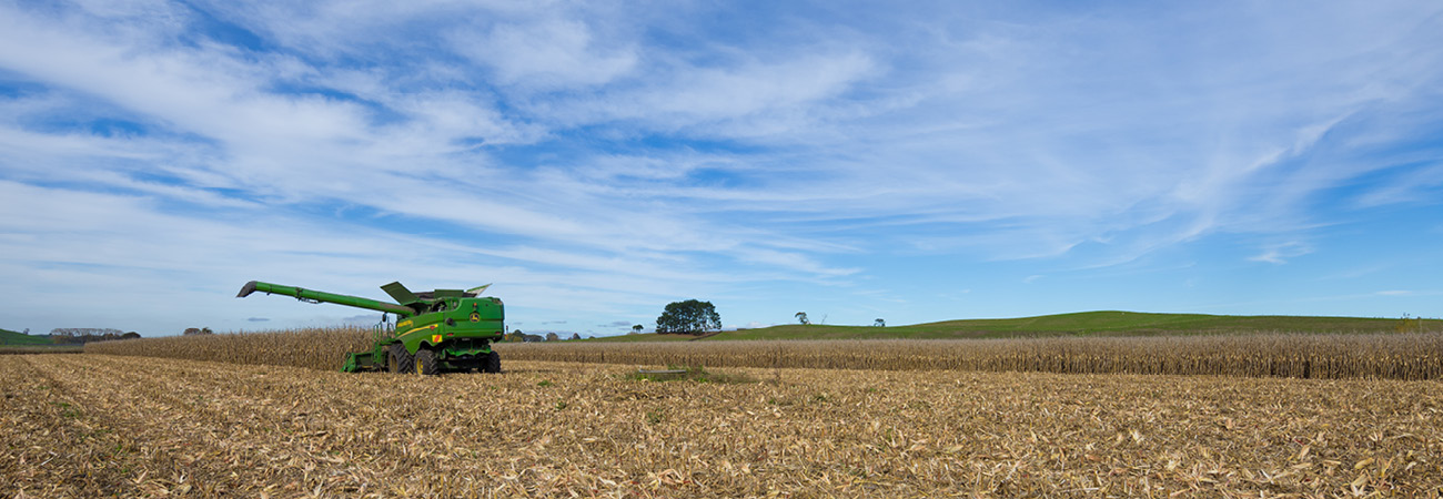 Maize drying (1)