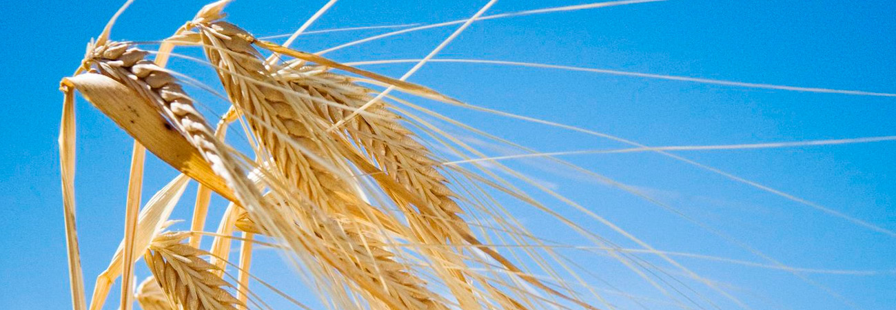 Our commodities - barley (1)