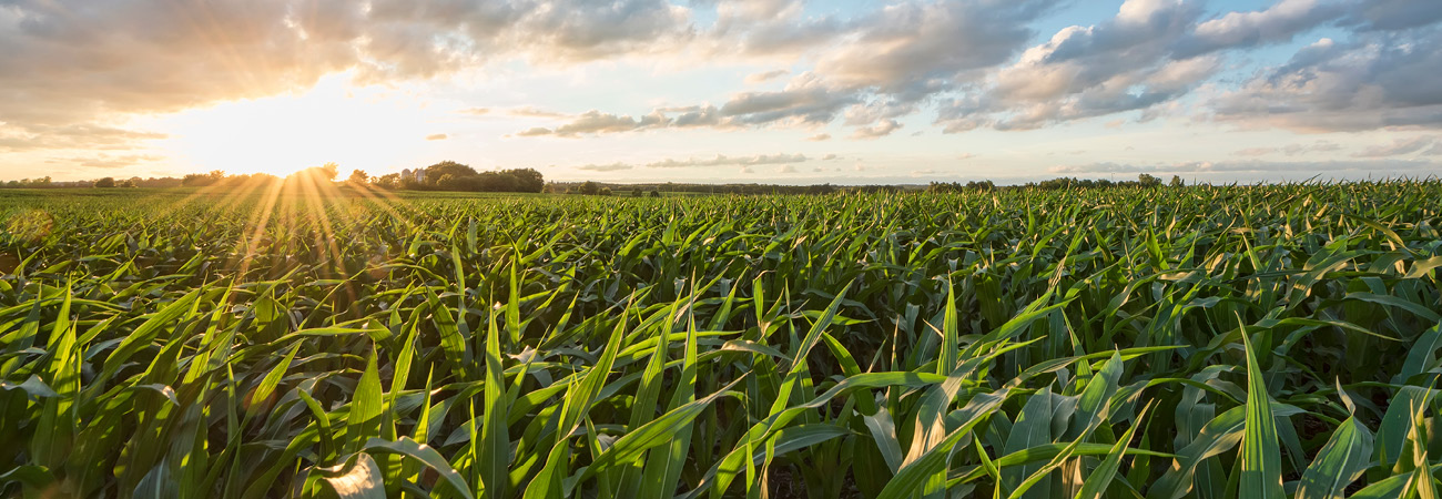 Our commodities - corn gluten feed (1)
