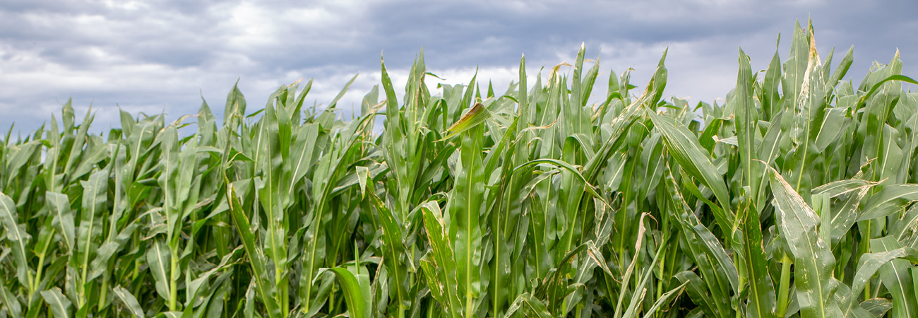 Our commodities - DDGS (1)