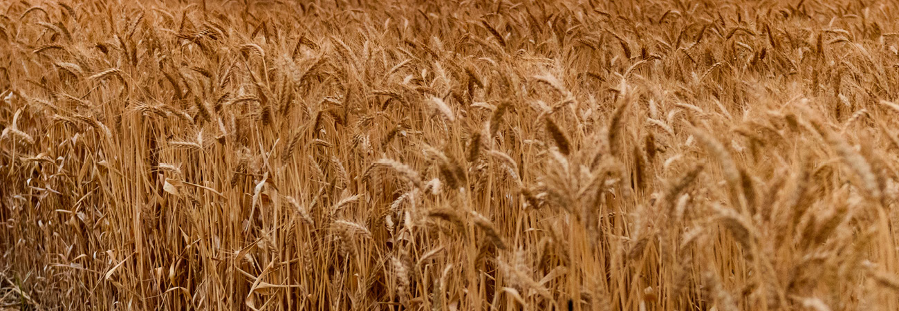 Our commodities - high starch pellets (1)