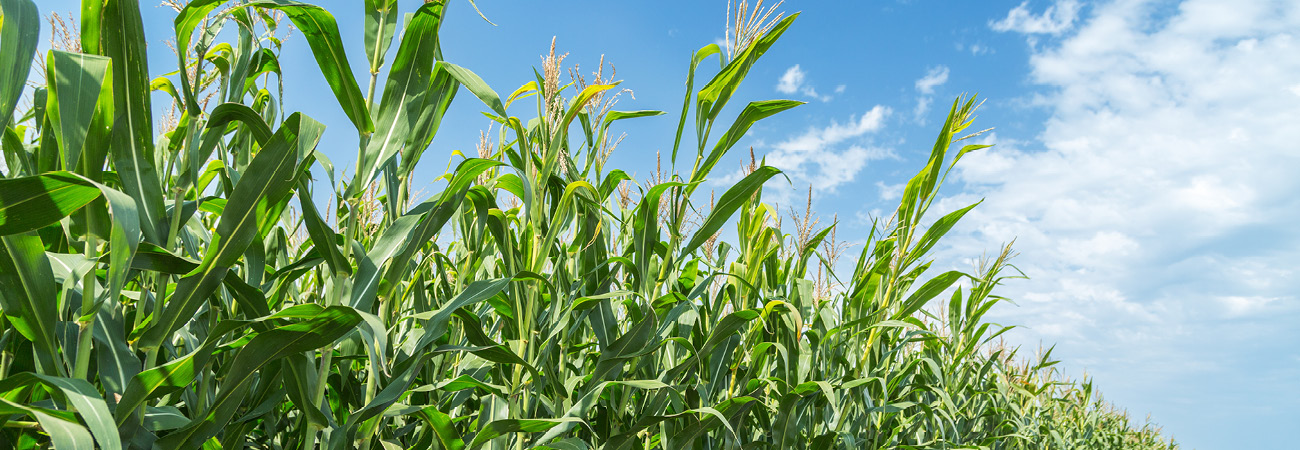 Our commodities - maize (1)