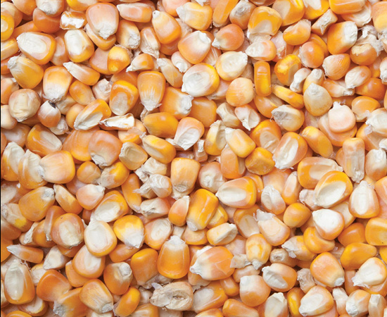 Our commodities - maize (2)