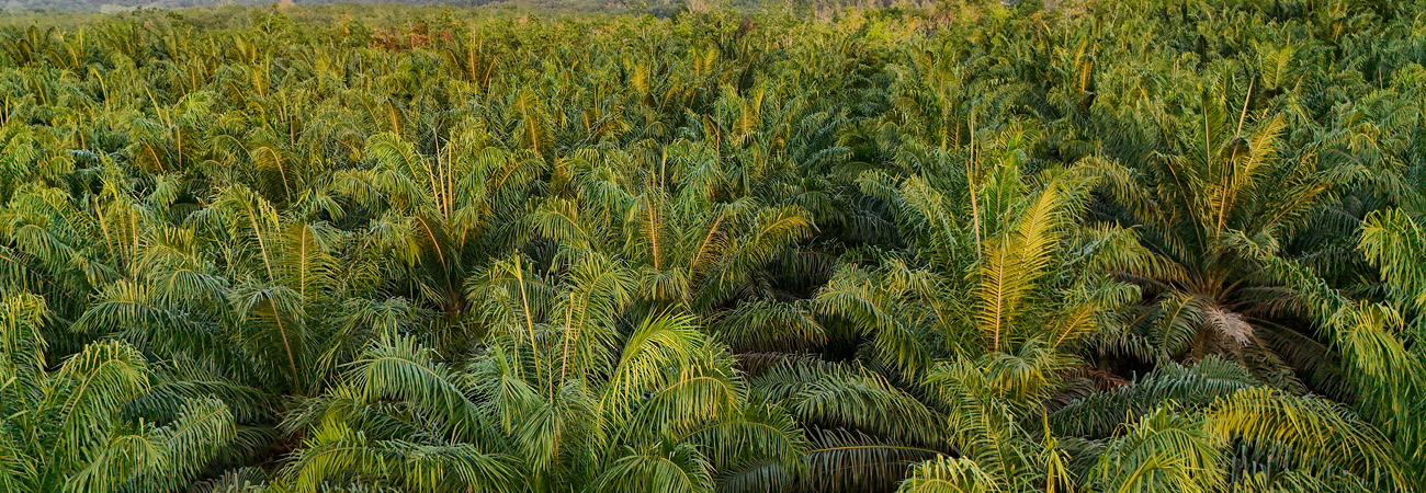 Palm