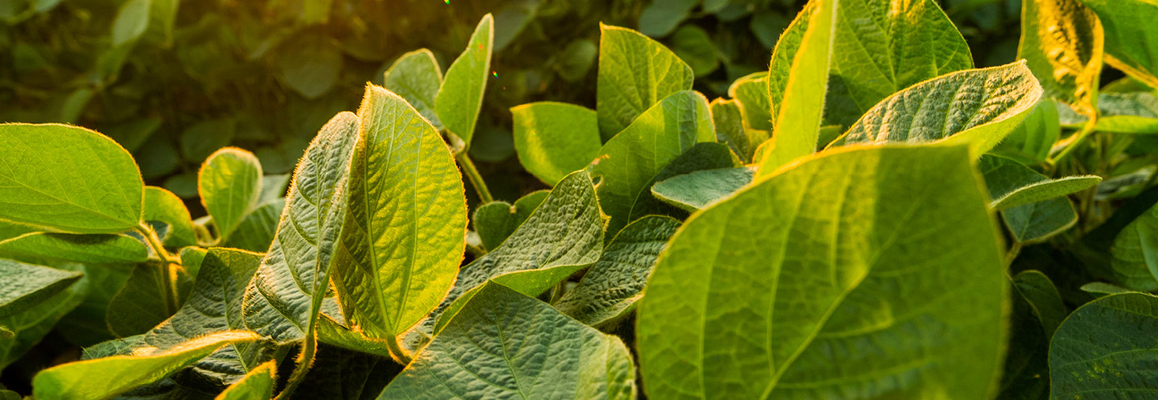 Our commodities - soy hulls (1)