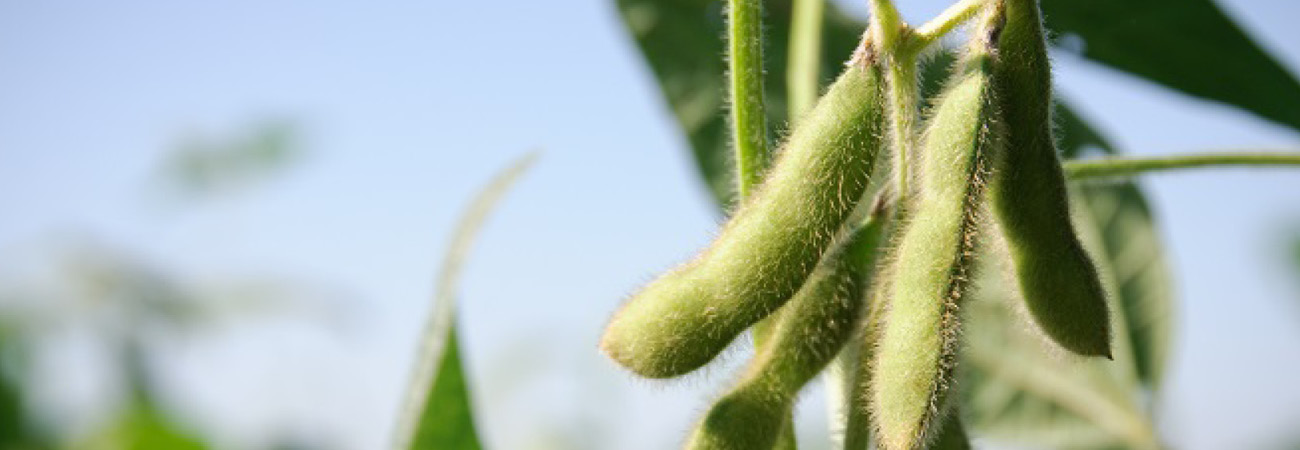 Our commodities - soybean meal (1)