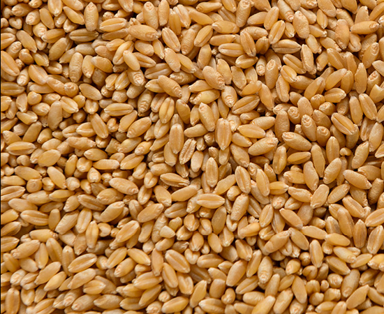 Our commodities - wheat (2)