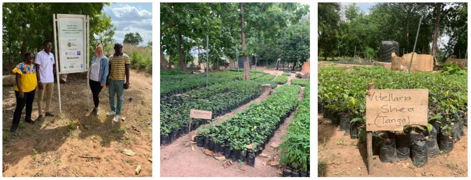 three pictures in one showing shea nurseries