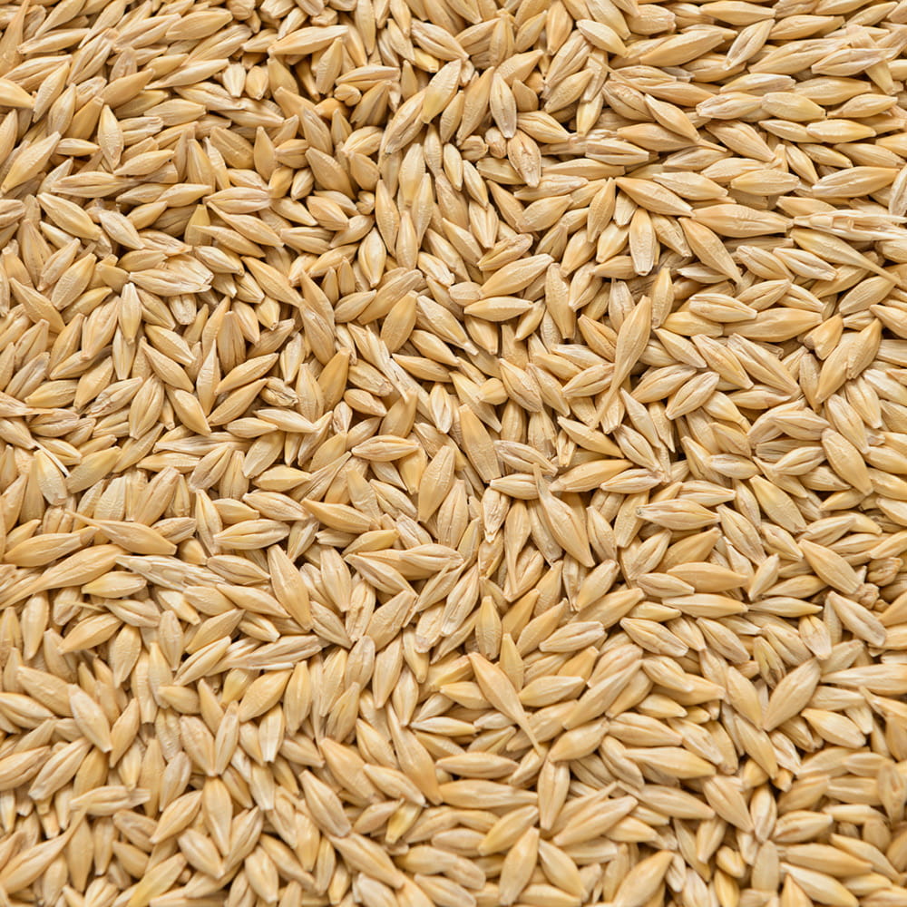 Barley