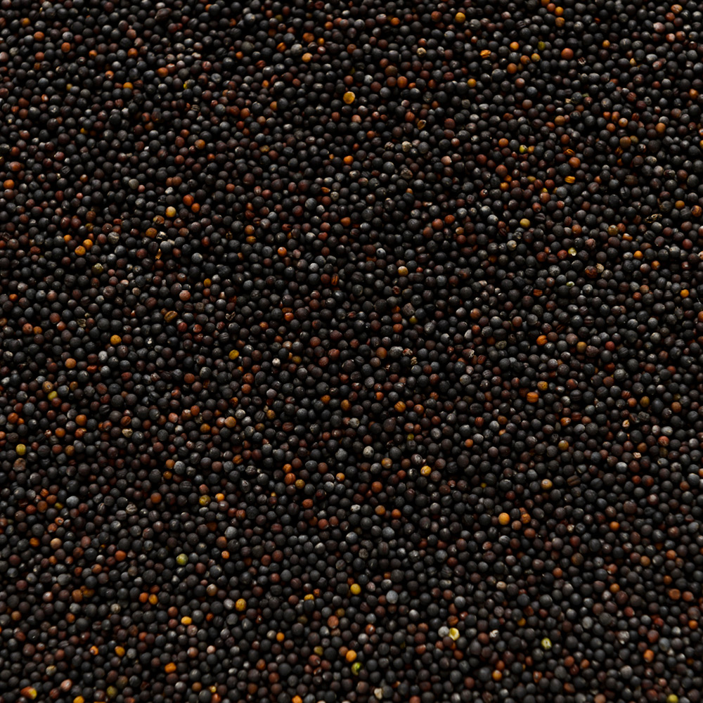 Canola