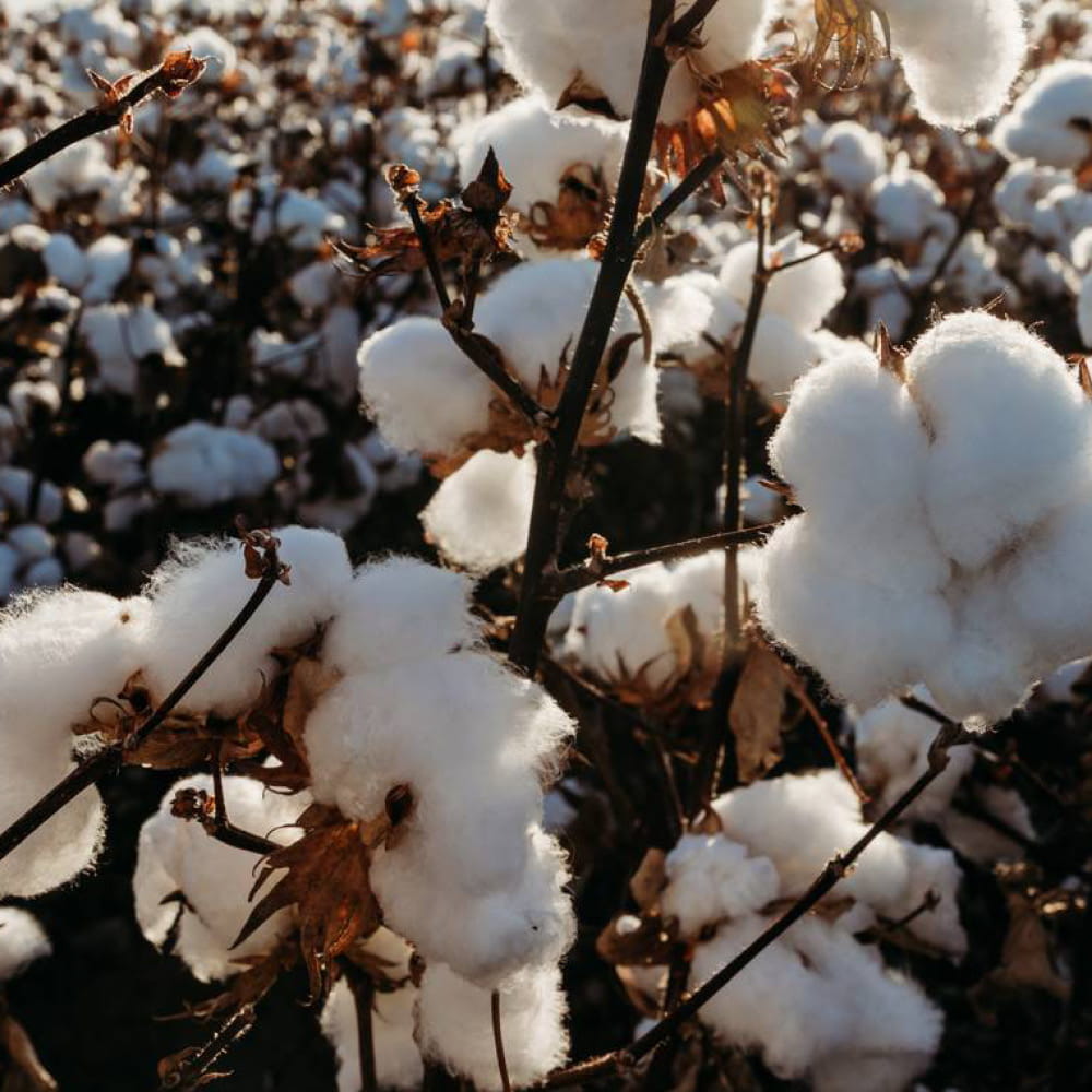 Cotton