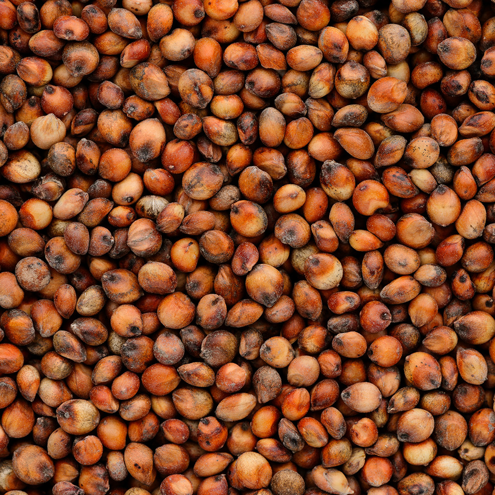 Sorghum