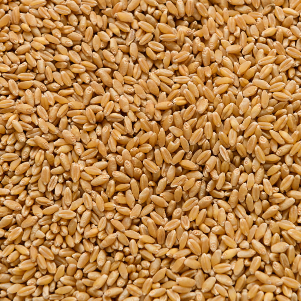Wheat