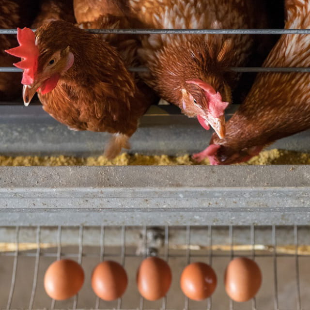Markets we serve - animal feed2
