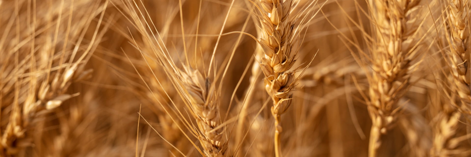 Markets we serve - commodity processing (2)