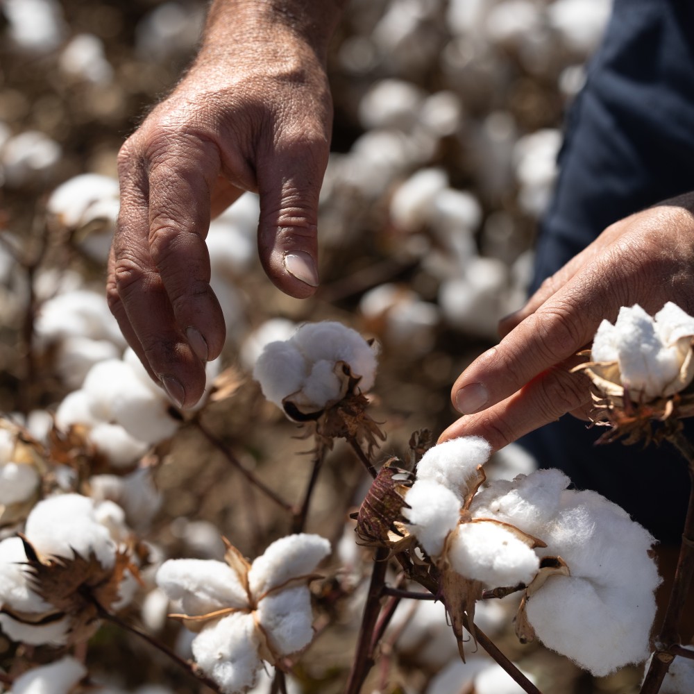 Selling cotton