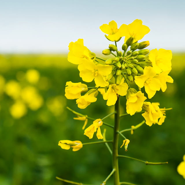 Sustainable commodities