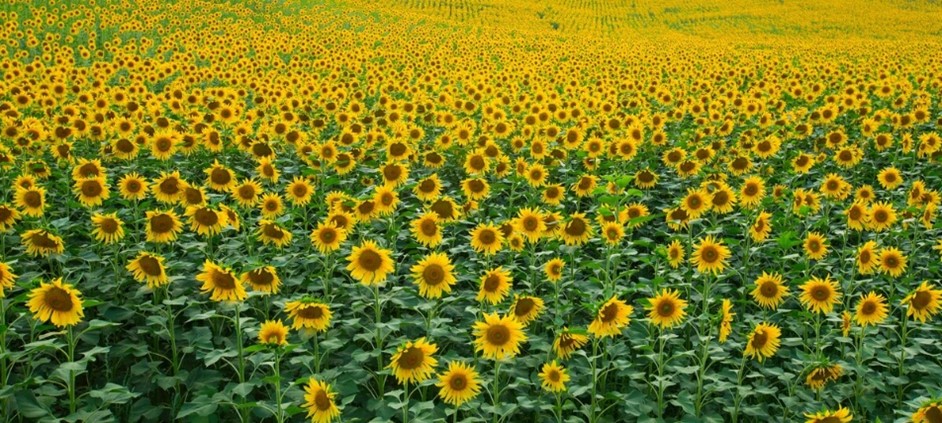 sunflower field