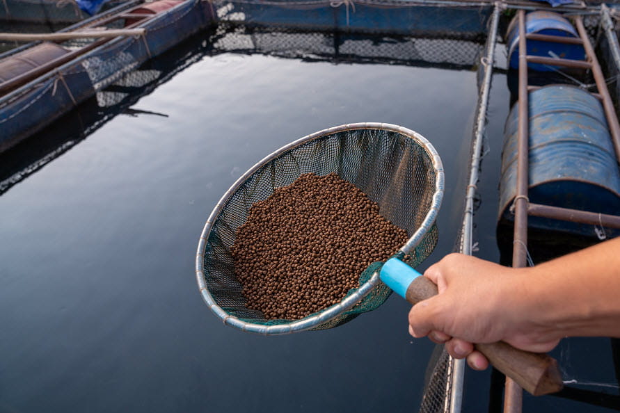 fish feed